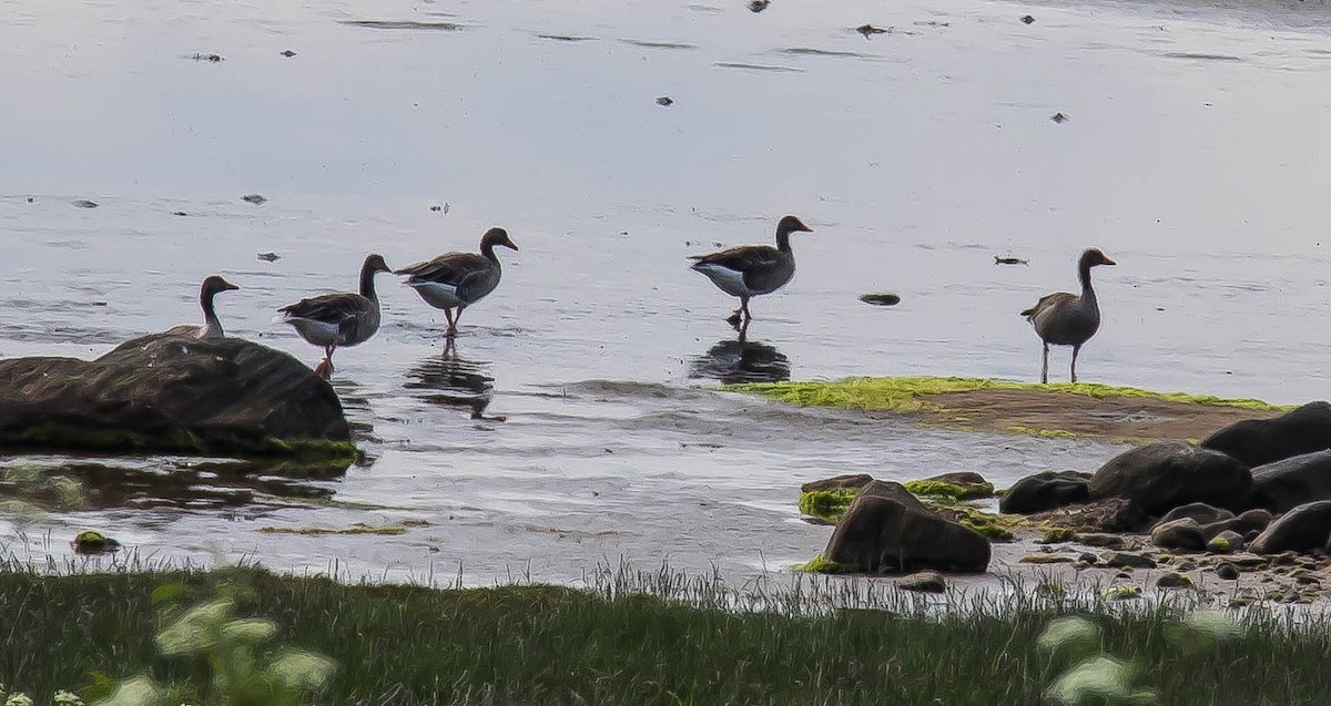 אווז אפור - ML647542550