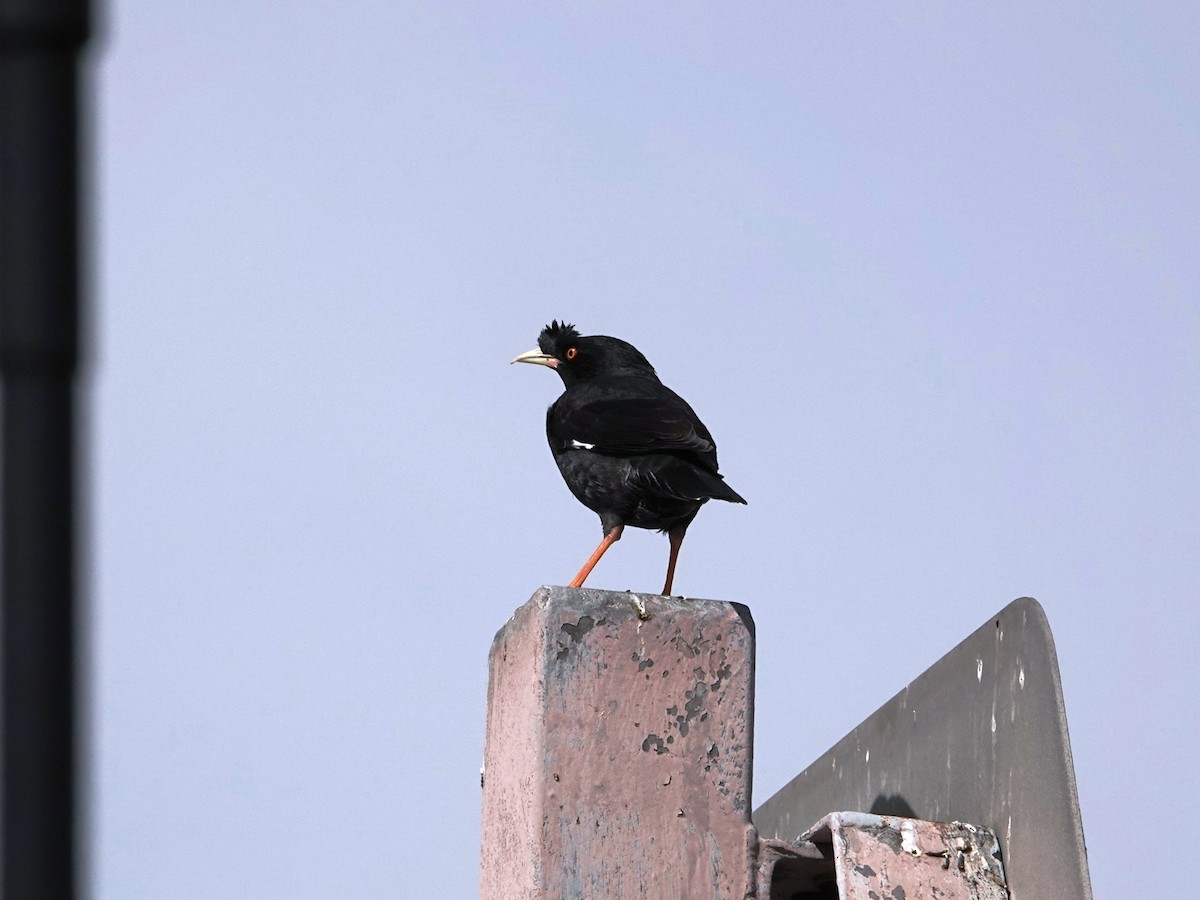 Crested Myna - ML647542553