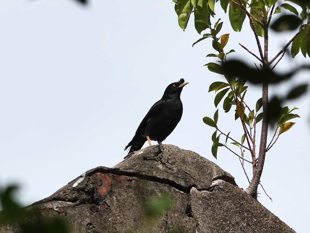 Crested Myna - ML647542554