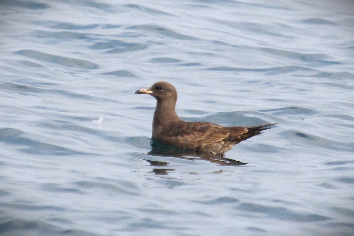 Heermann's Gull - ML647542555