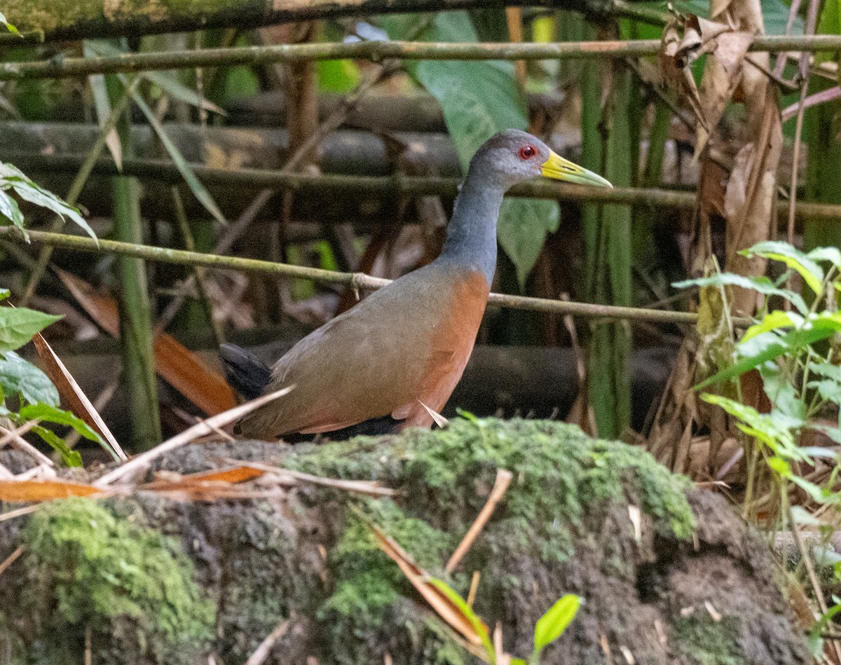 Gray-cowled Wood-Rail - ML647542556