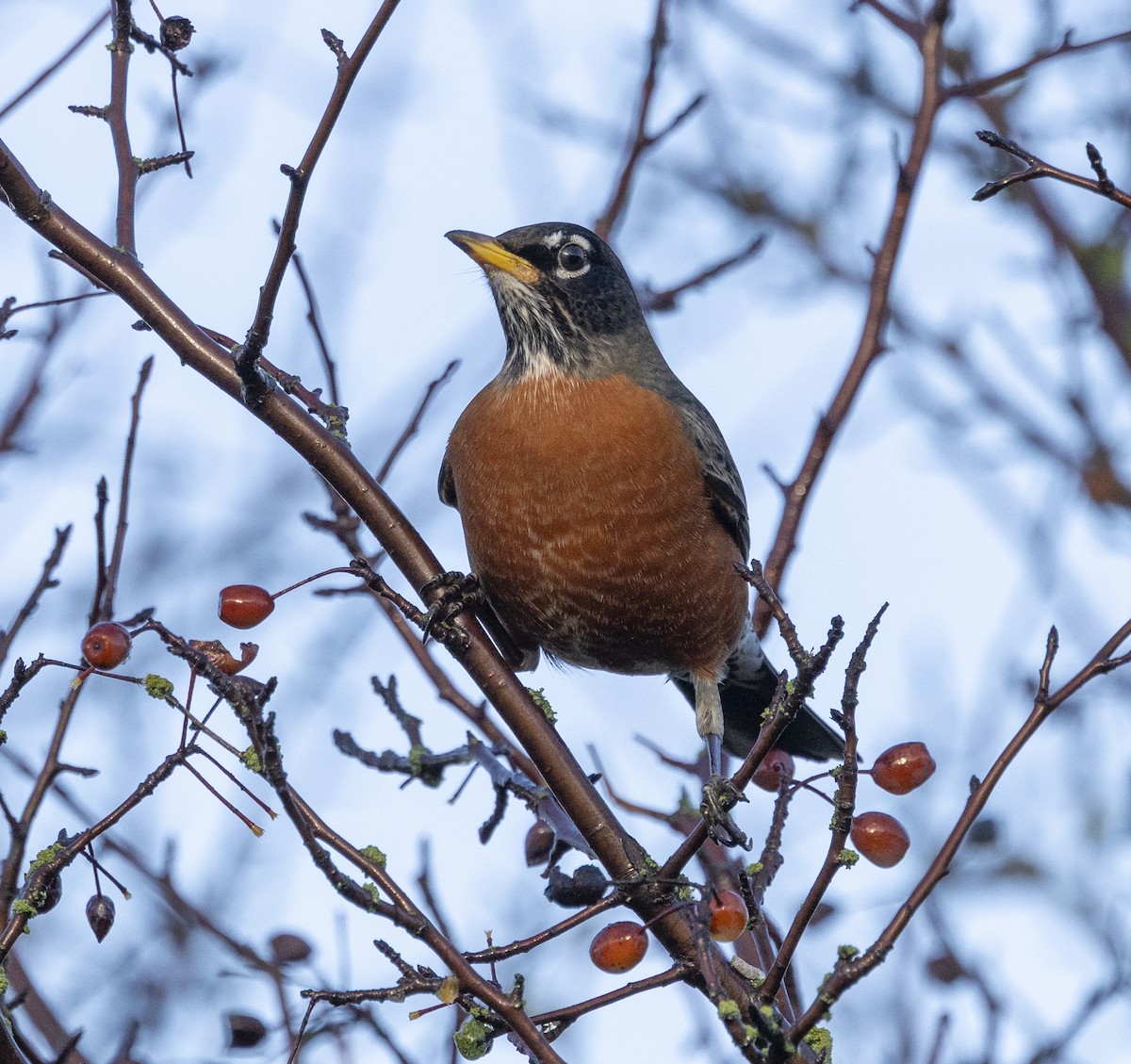 קיכלי נודד - ML647542557