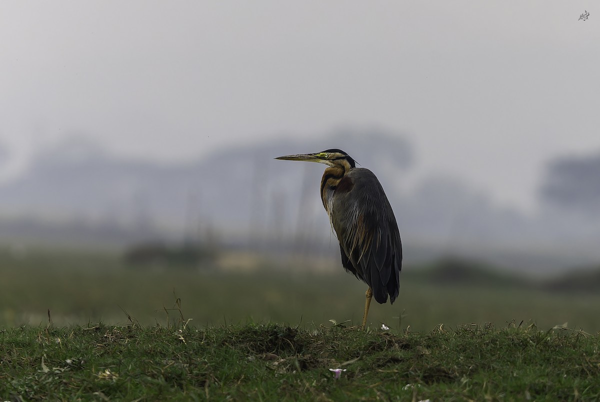 אנפה ארגמנית - ML647542559