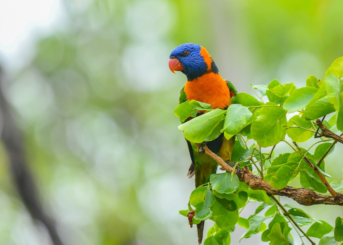 Red-collared Lorikeet - ML647542560