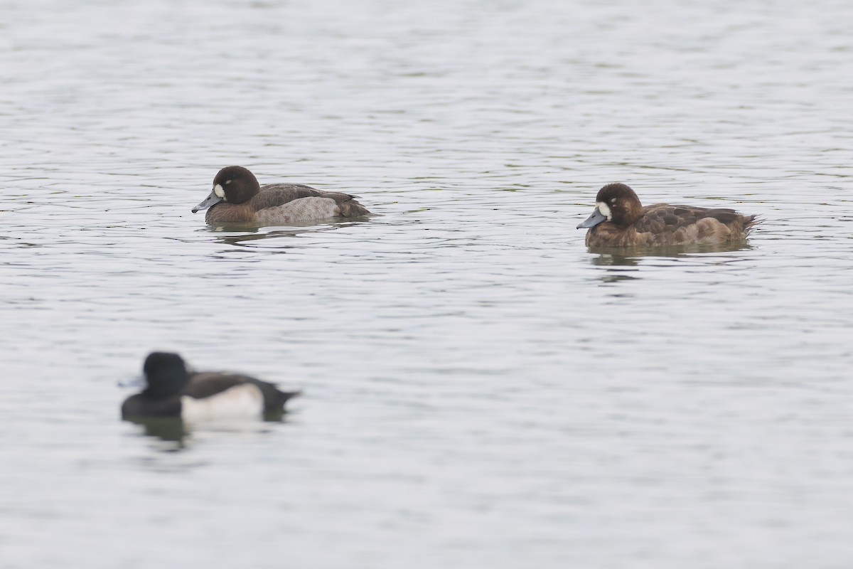 Морская чернеть - ML647542562
