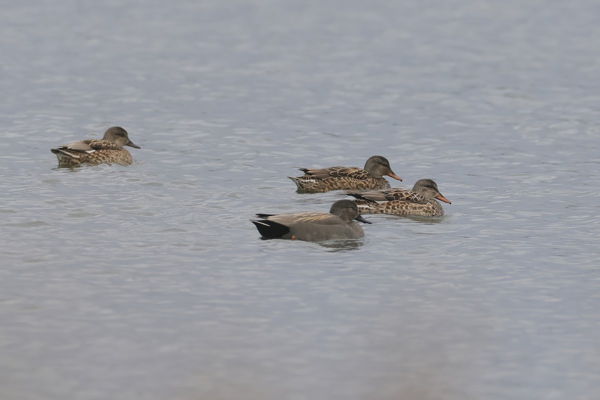 オカヨシガモ - ML647542564