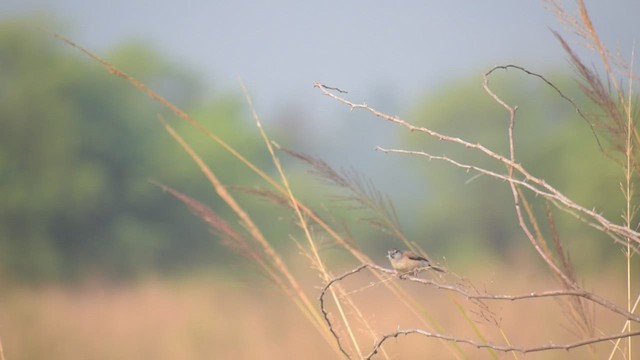 Сріблодзьоб індійський - ML647542579