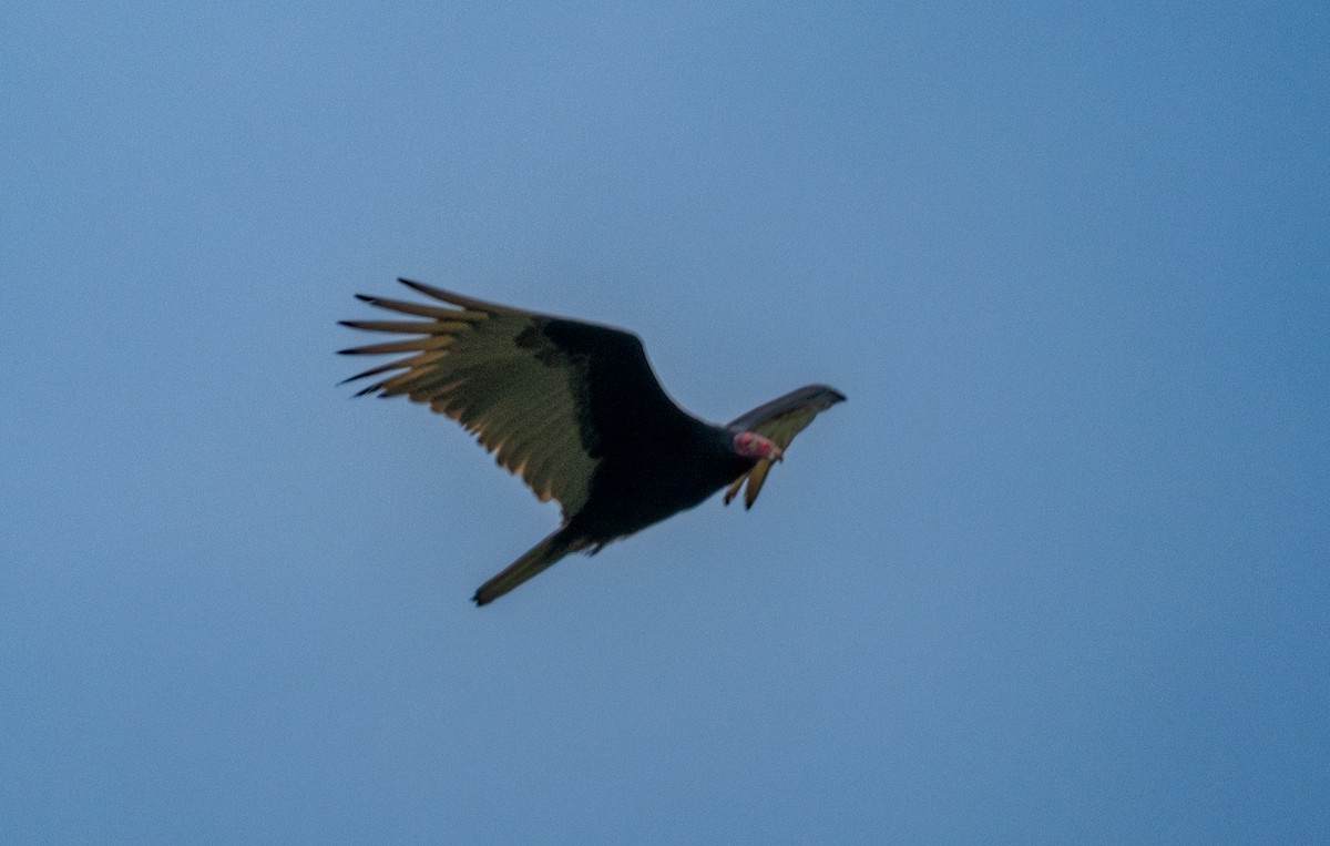 Turkey Vulture - ML647542591