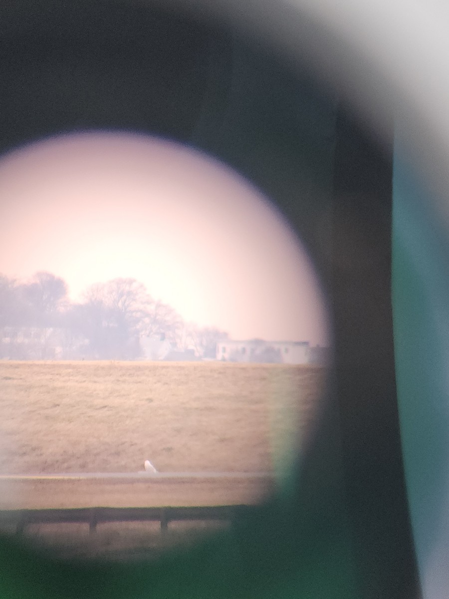 Snowy Owl - ML647542594