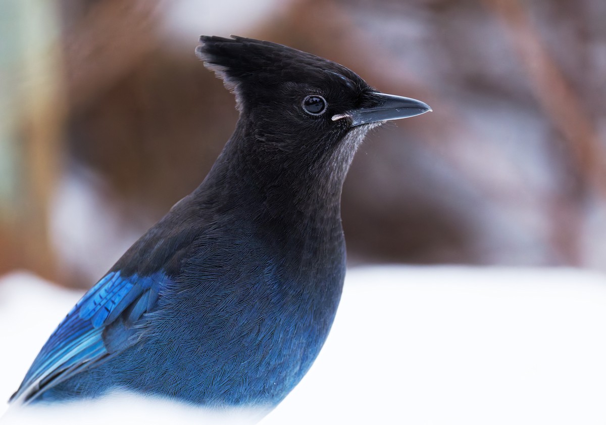 Steller's Jay - ML647542601