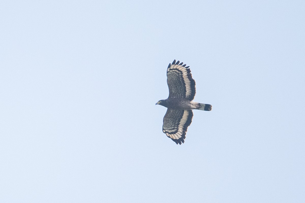 Хохлатый змееяд - ML647542643