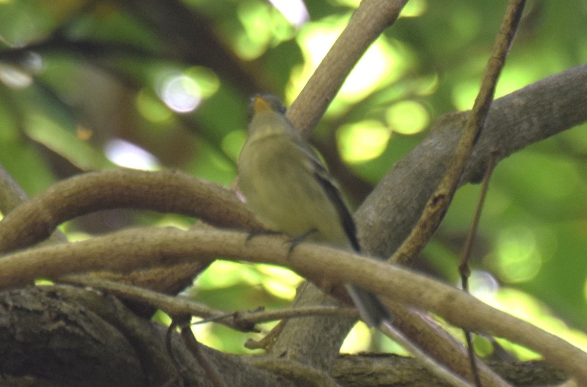 Yellow-bellied Flycatcher - ML647542673
