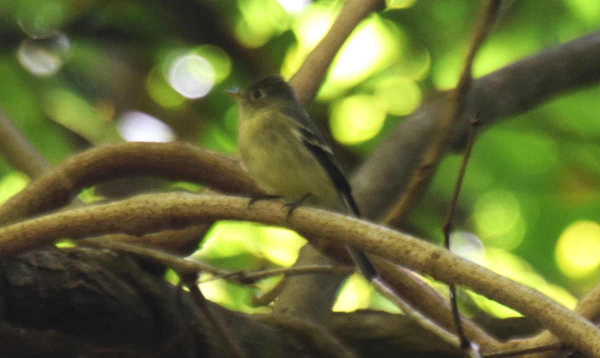 Yellow-bellied Flycatcher - ML647542674