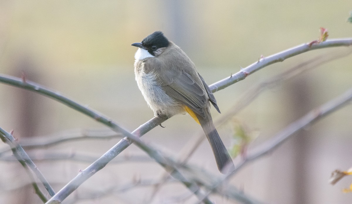 Brown-breasted Bulbul - ML647542710