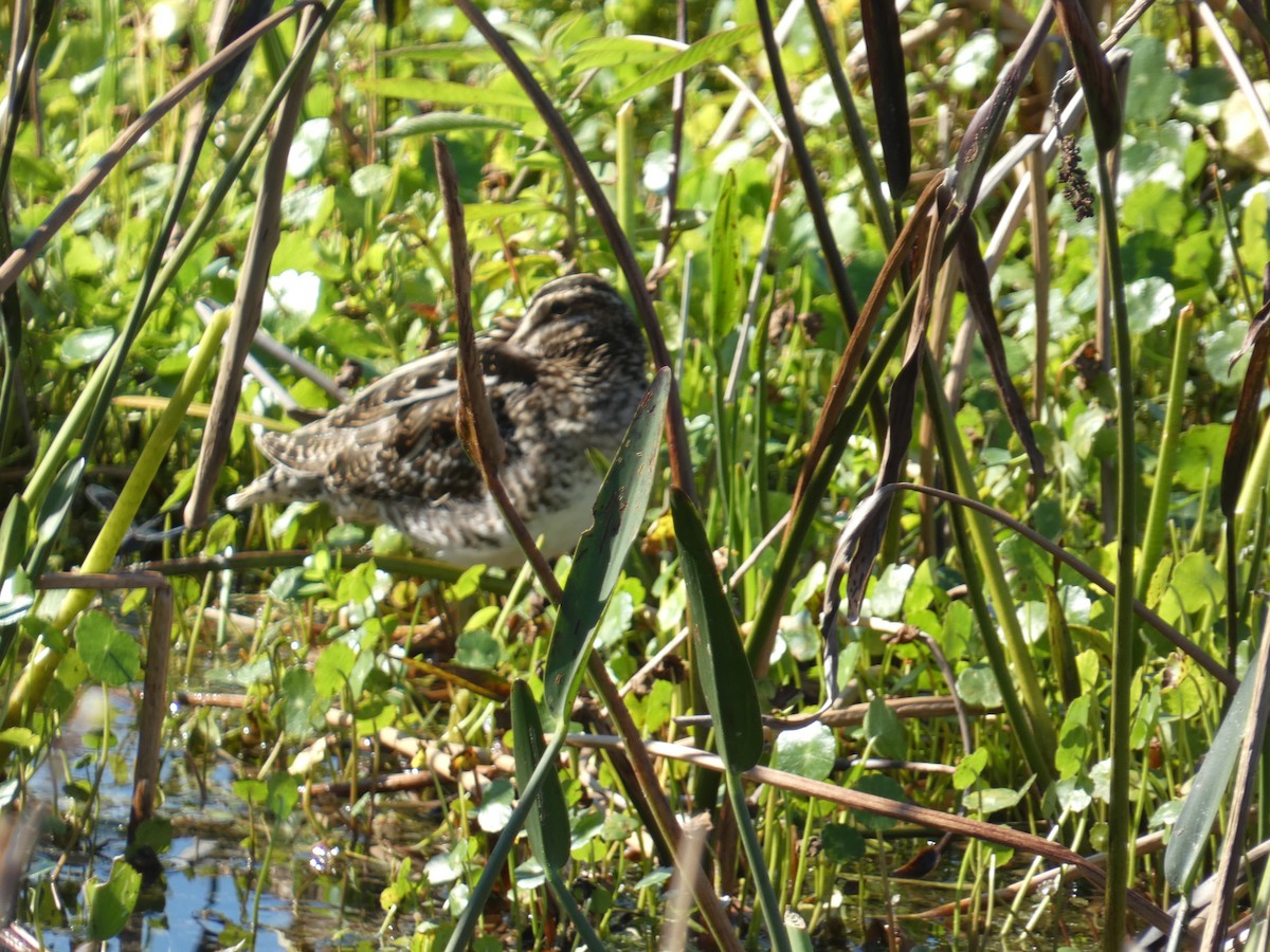 Wilson's Snipe - ML647542726