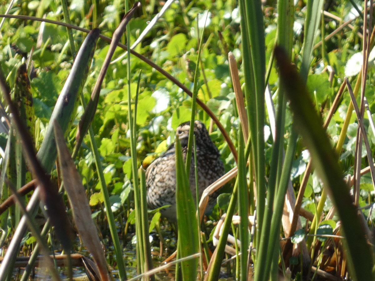 Wilson's Snipe - ML647542727