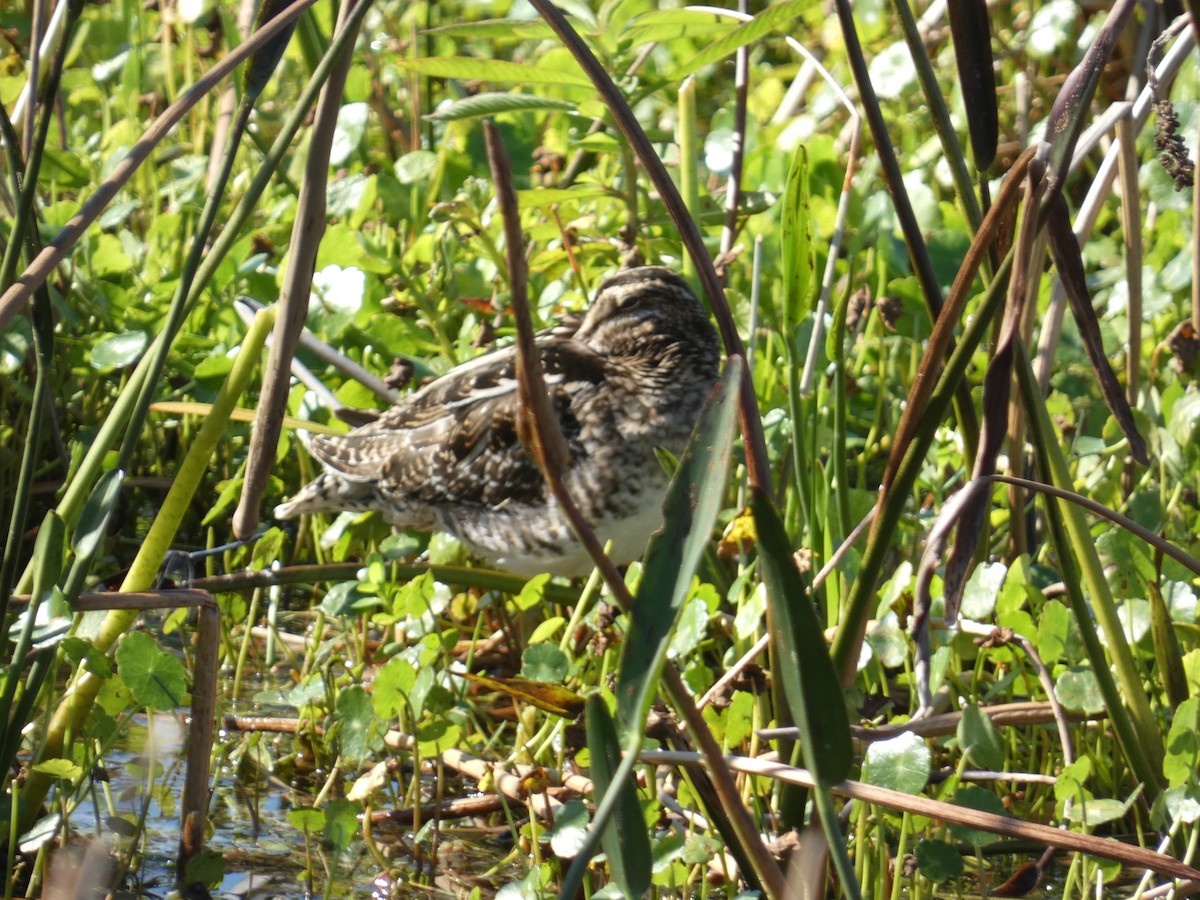 Wilson's Snipe - ML647542728