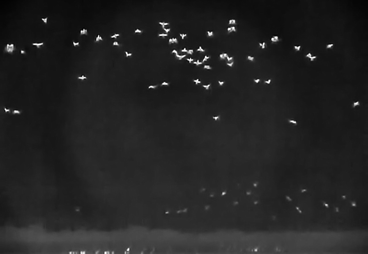 Mallard - ML647542735