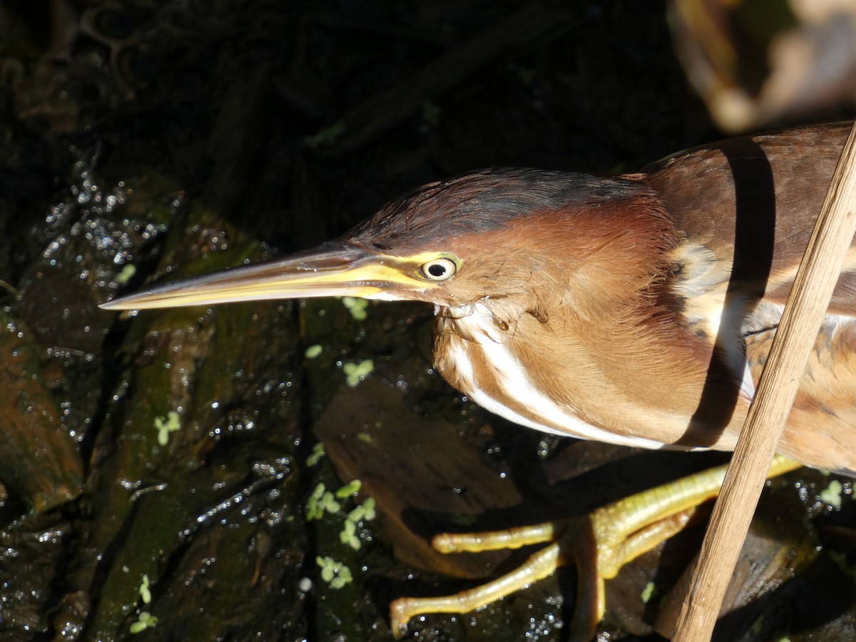 Petit Blongios - ML647542746
