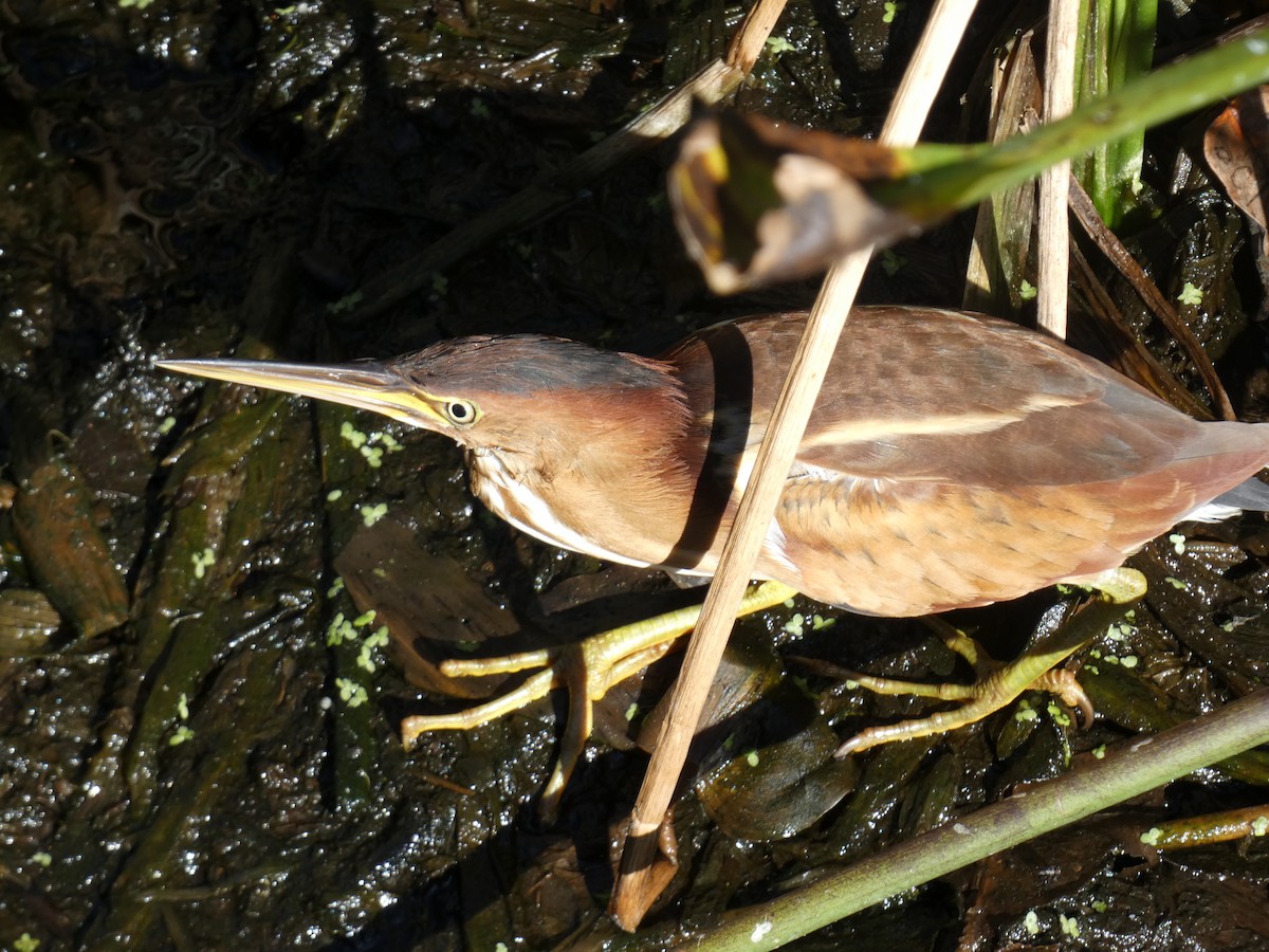 Petit Blongios - ML647542747