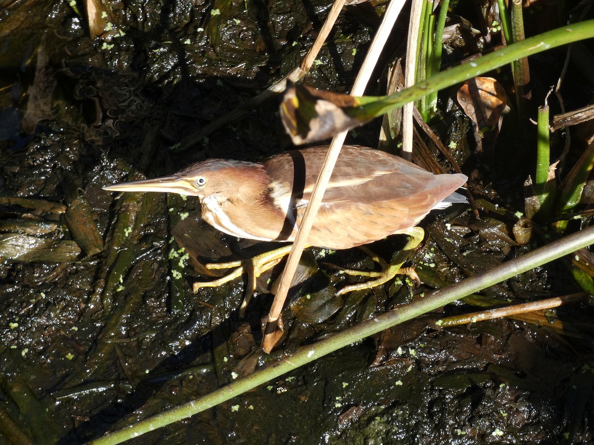 Petit Blongios - ML647542748