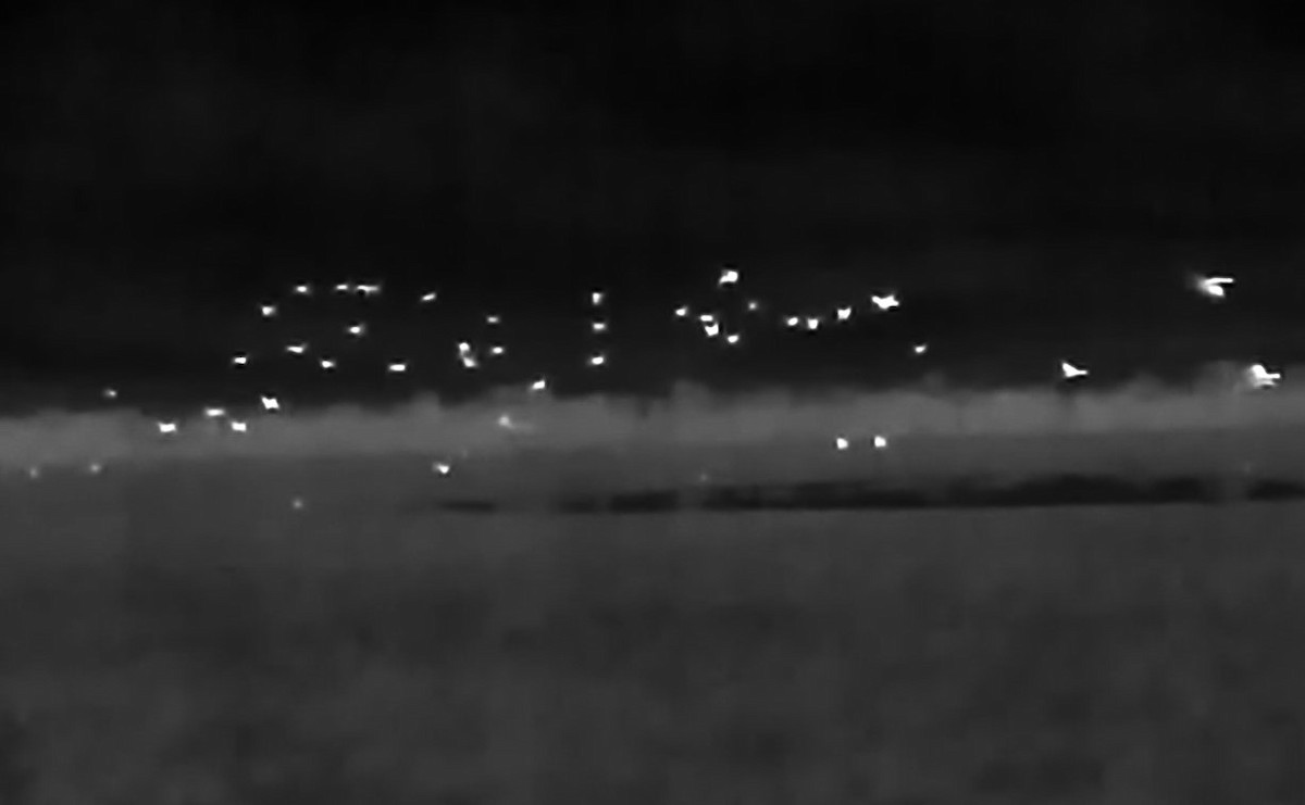 Mallard - ML647542751