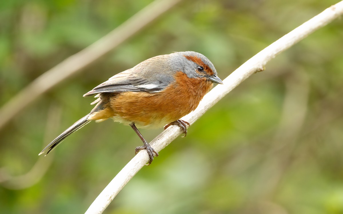 Rusty-browed Warbling Finch - ML647542756