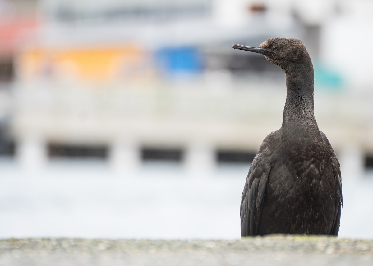 Pelagic Cormorant - ML647542763