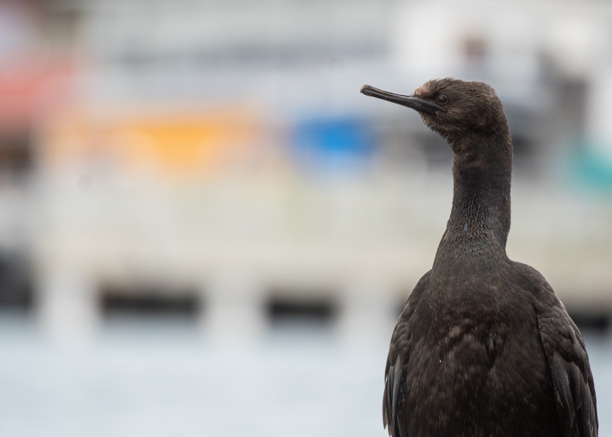 Pelagic Cormorant - ML647542765