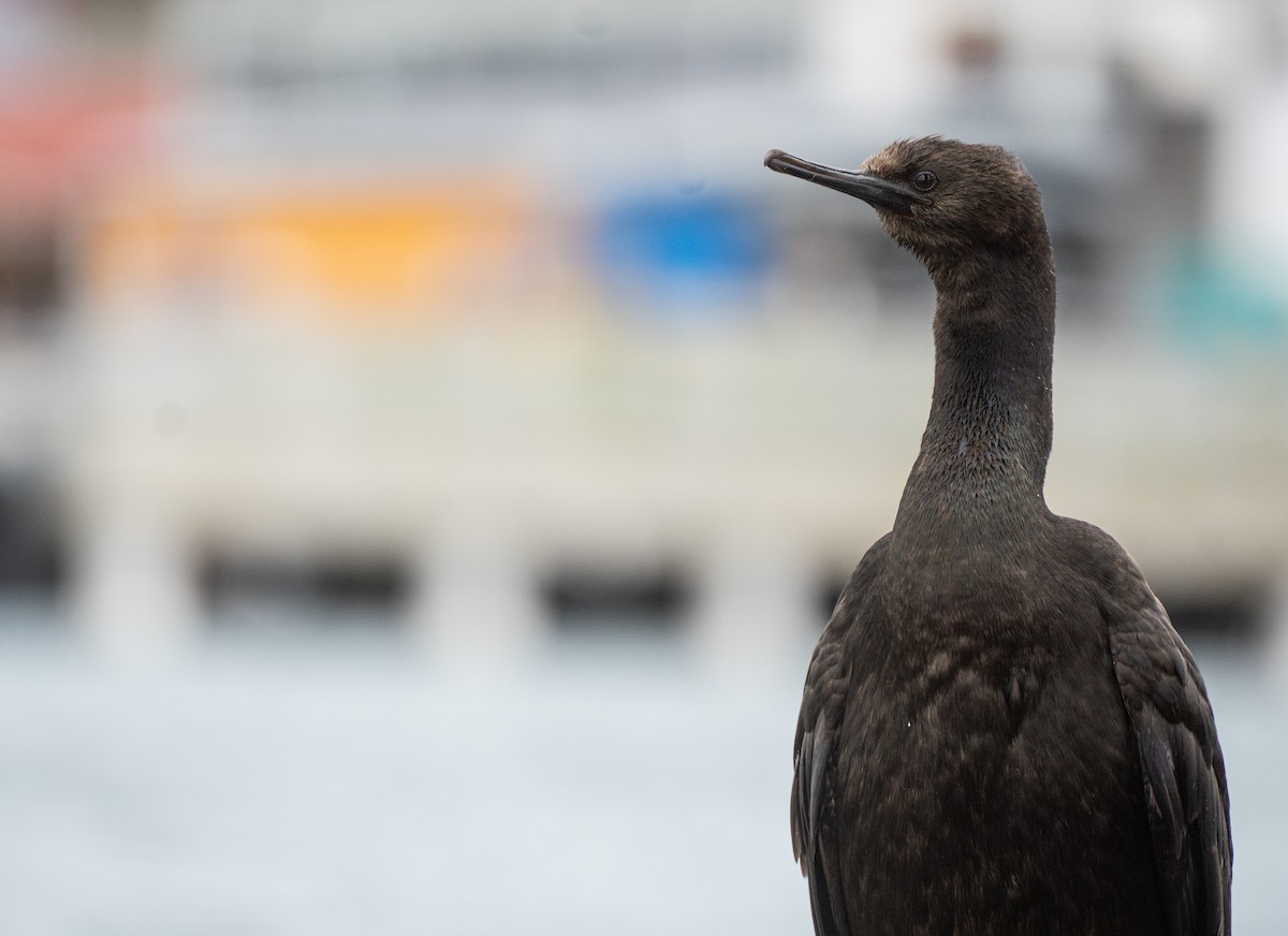 Pelagic Cormorant - ML647542768