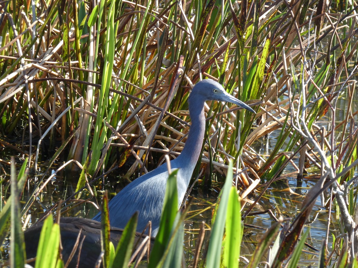 Koartzatxo urdina - ML647542771