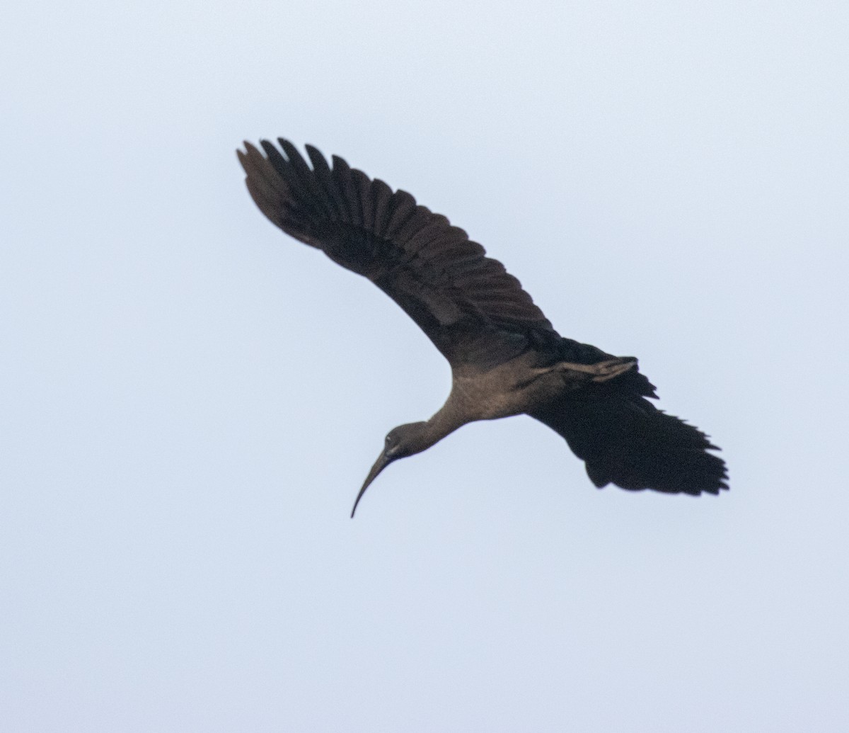 Hadada ibisa - ML647542772