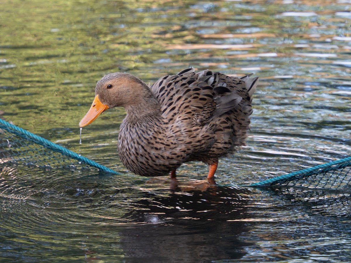 Basahatea (etxekoa) - ML647542773