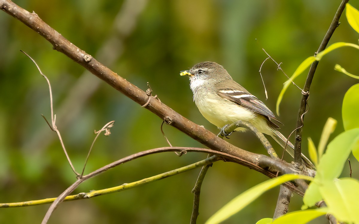 White-throated Tyrannulet - ML647542774