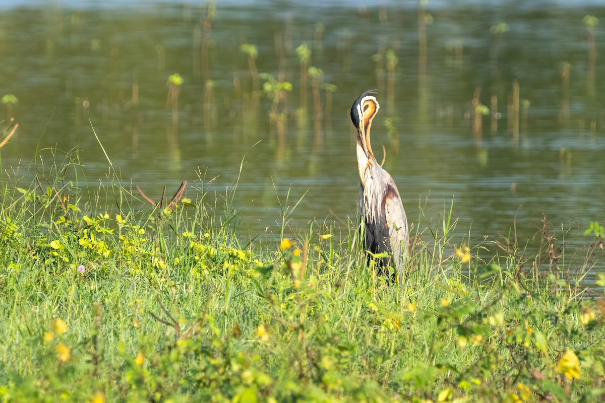 Koartza gorria - ML647542775