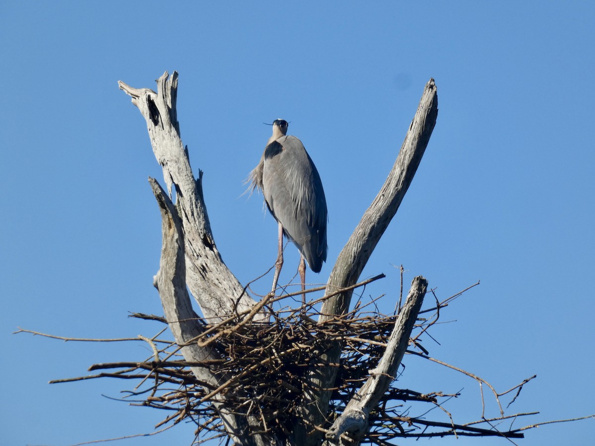 Koartza hauskara amerikarra - ML647542776