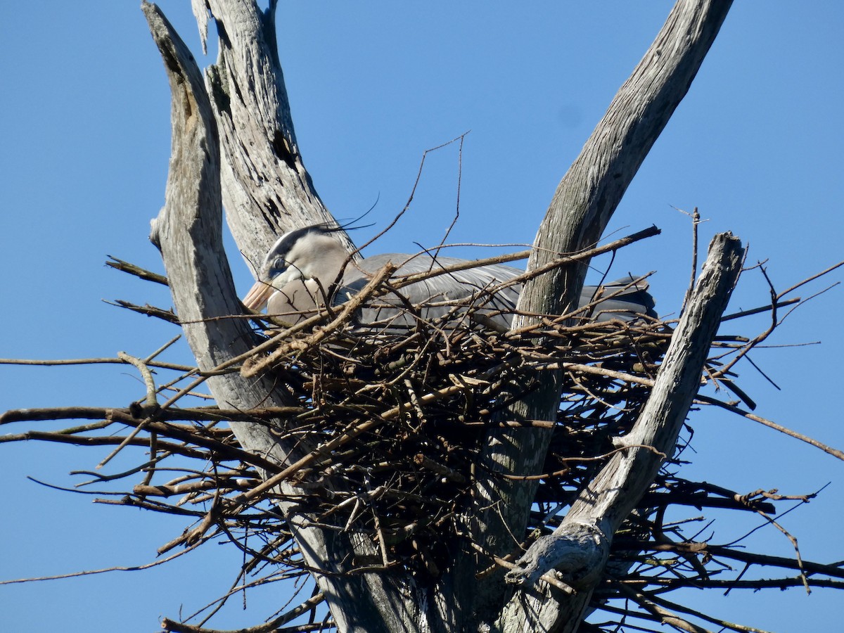 Koartza hauskara amerikarra - ML647542777