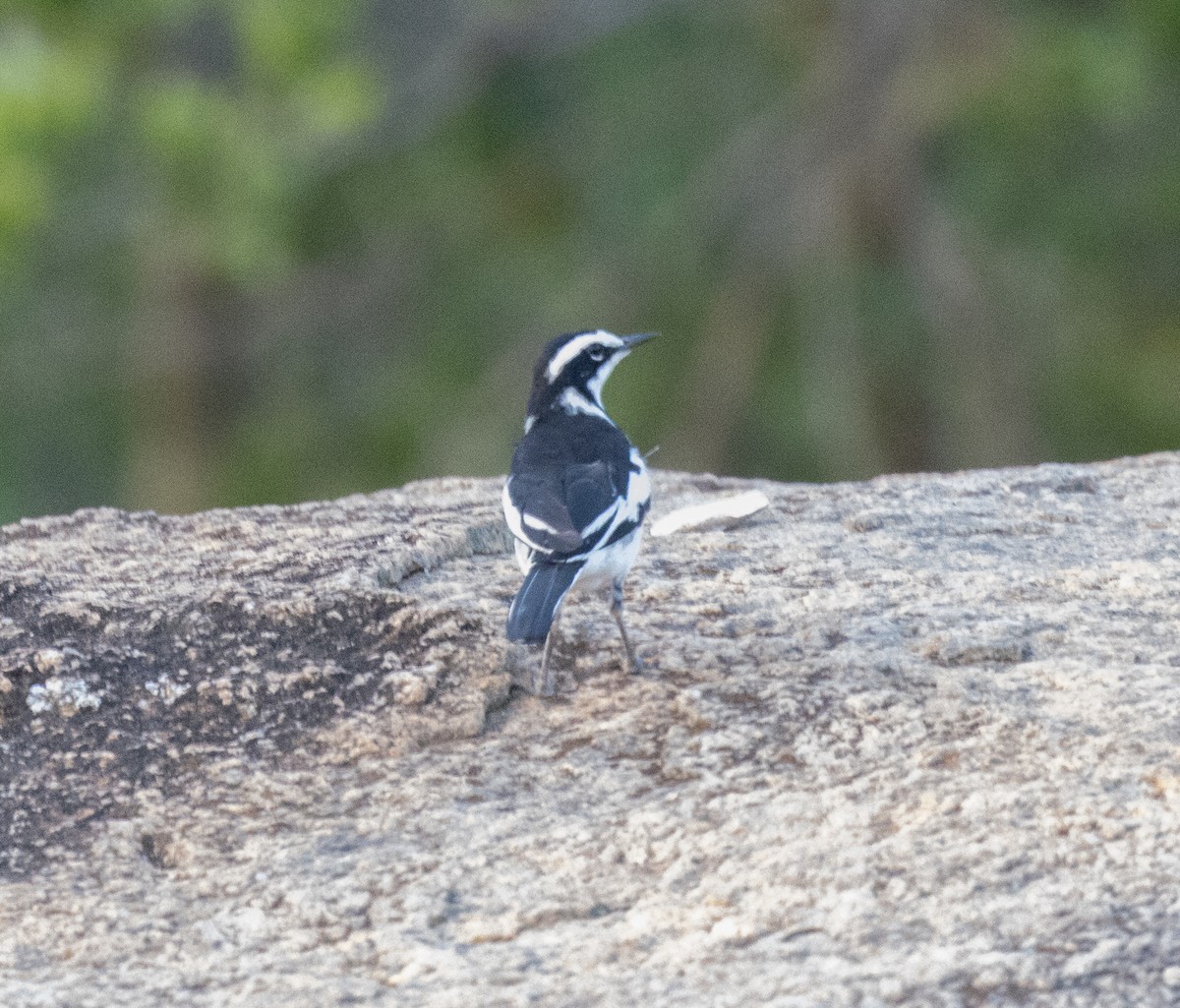 Buztanikara pinto afrikarra - ML647542778