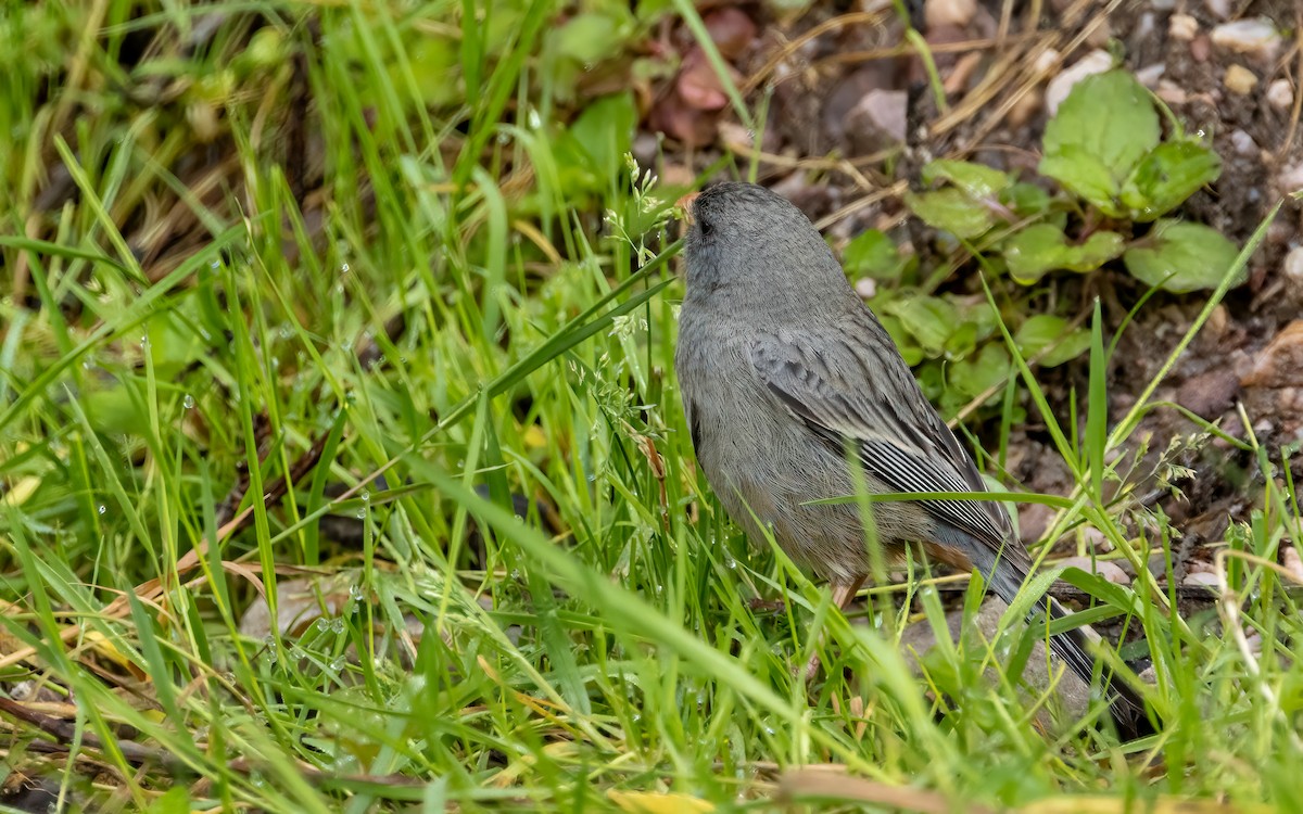 Plain-colored Seedeater - ML647542779