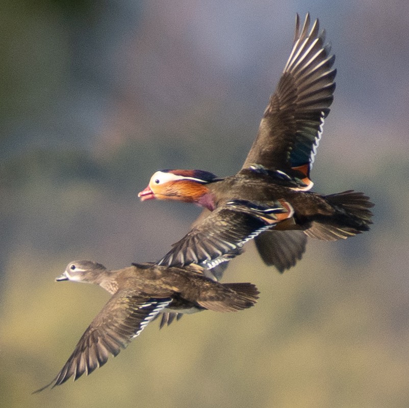 Mandarin-ahatea - ML647542780