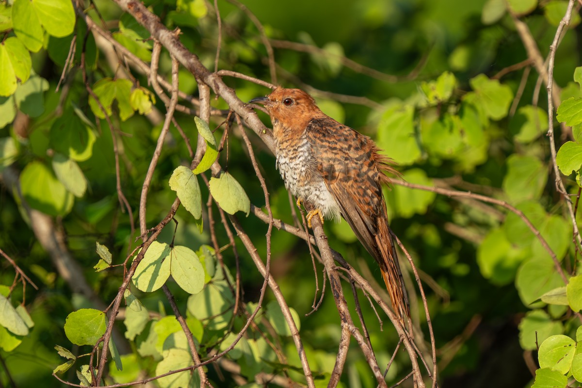 Gray-bellied Cuckoo - ML647542781