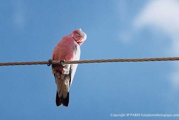Galah - ML647542782