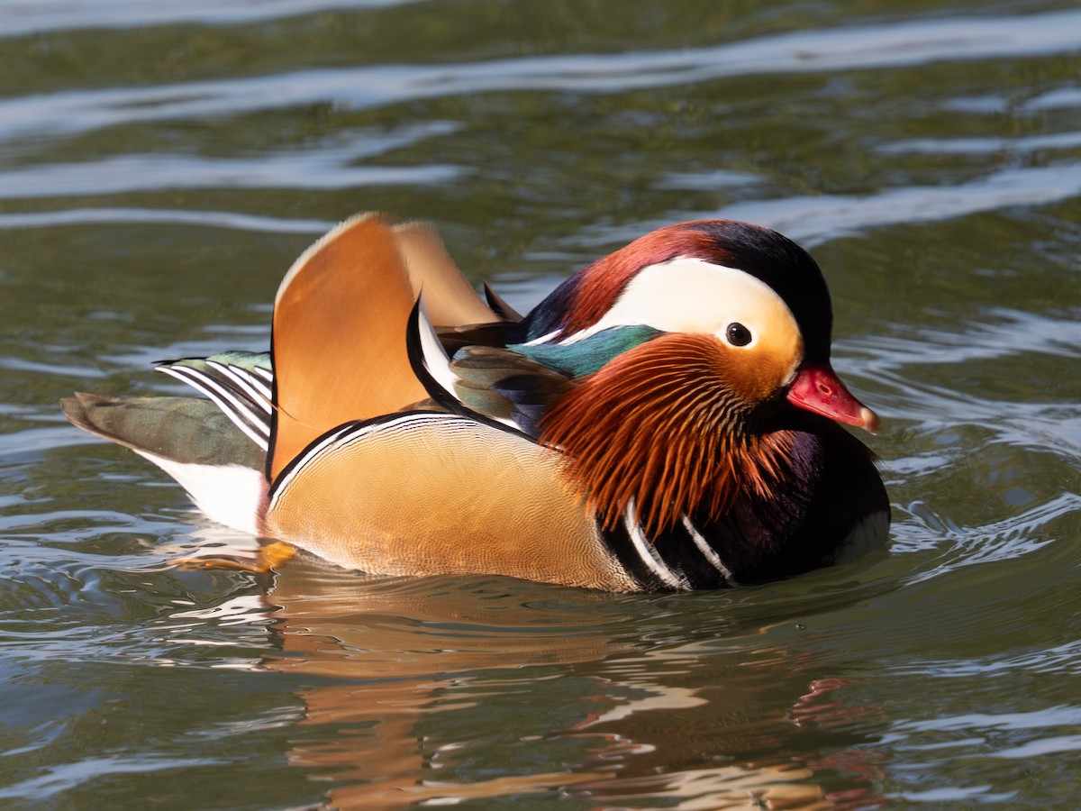 Mandarin-ahatea - ML647542783