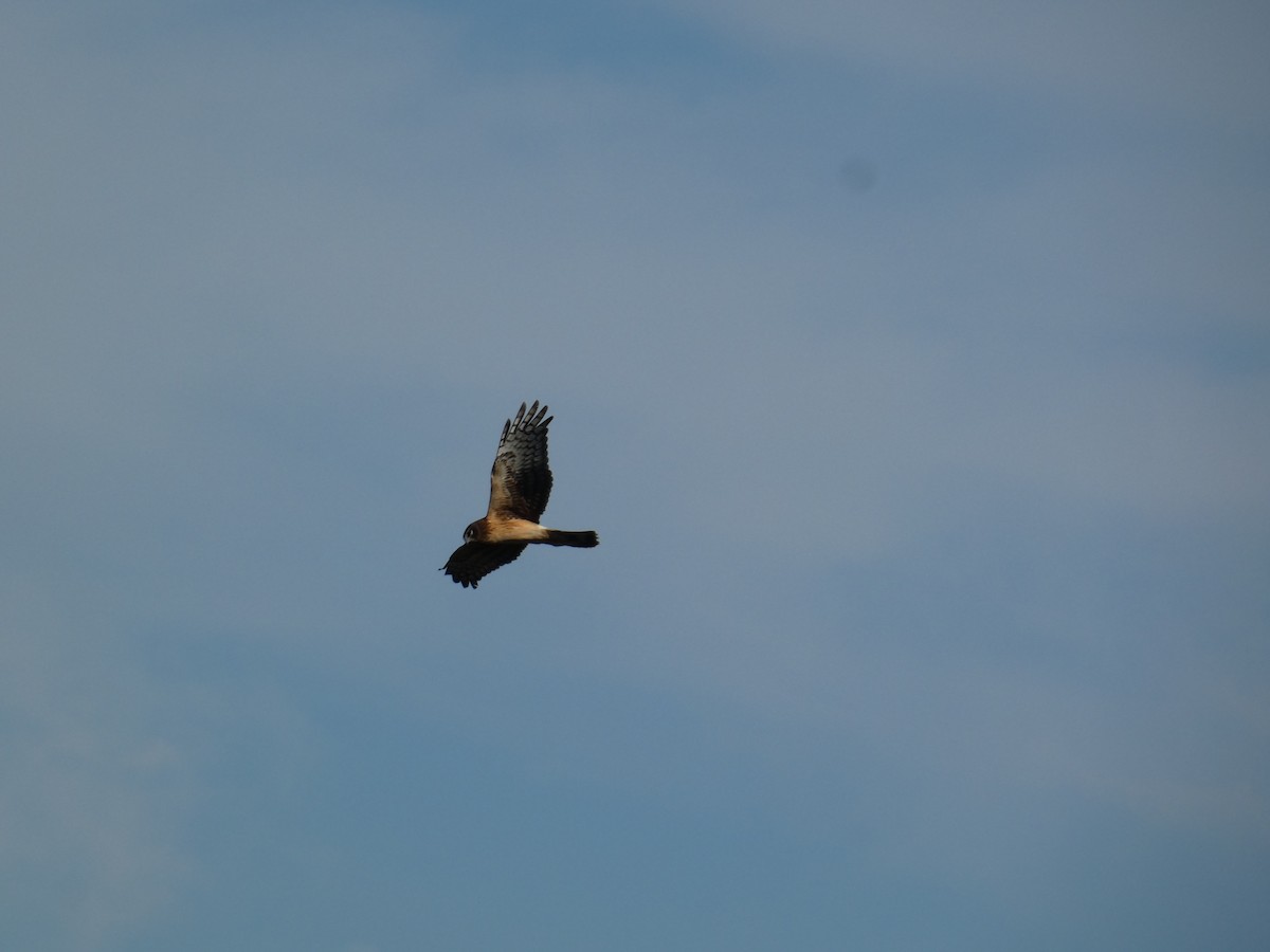 Mirotz zuri iparramerikarra - ML647542784