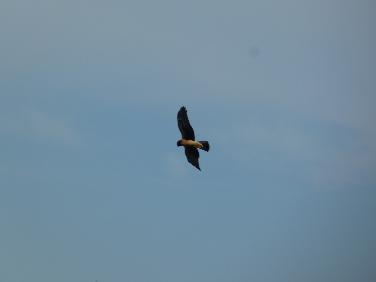 Mirotz zuri iparramerikarra - ML647542785