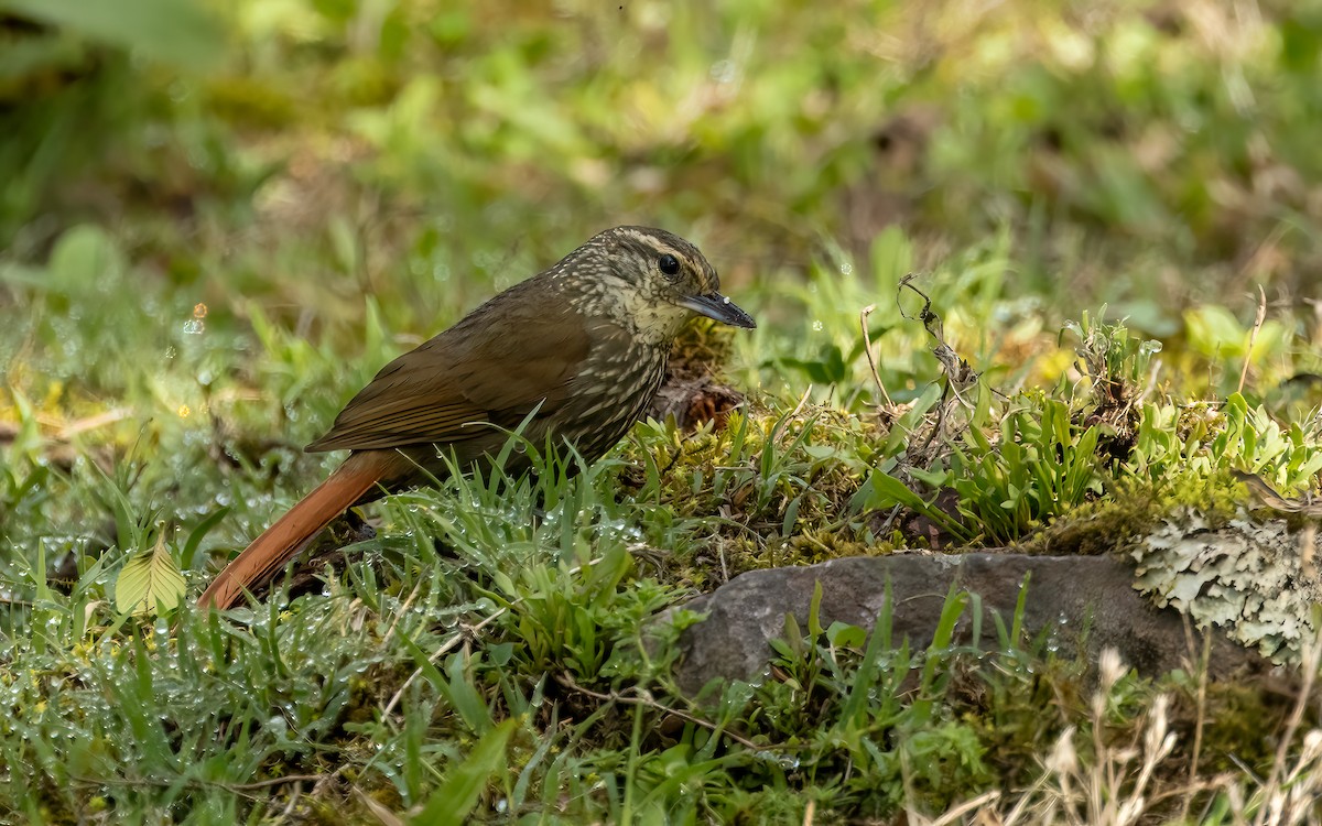 Buff-browed Foliage-gleaner - ML647542786