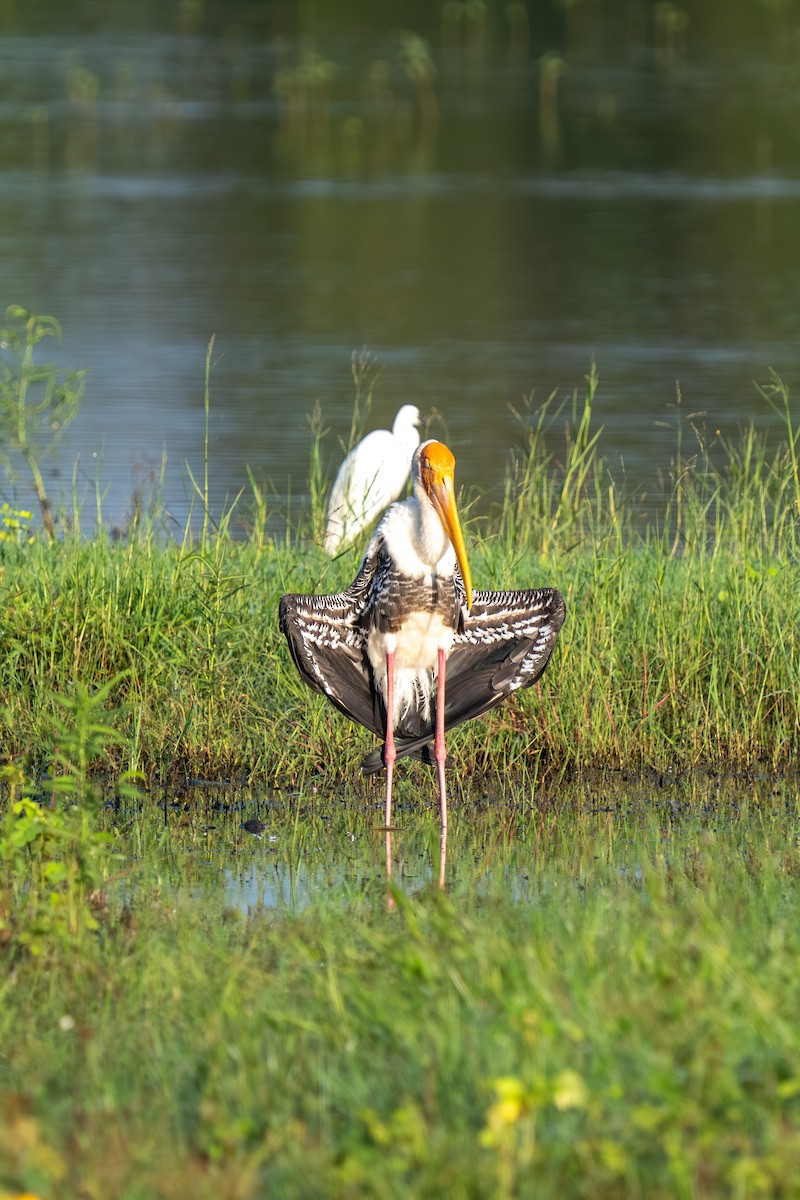 Tantalo indiarra - ML647542787