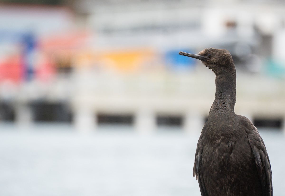 Pelagic Cormorant - ML647542788