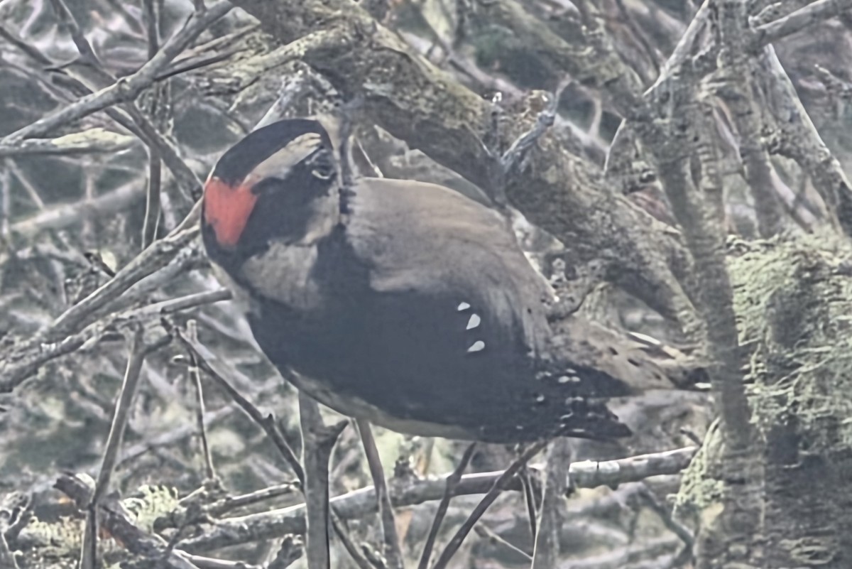 Downy Woodpecker - ML647542792
