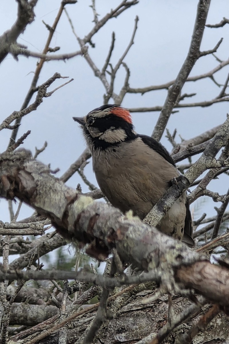 Downy Woodpecker - ML647542793
